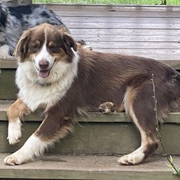 Queen - Australian Shepherd