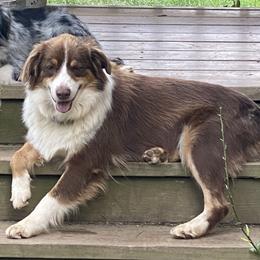 Queen - Australian Shepherd