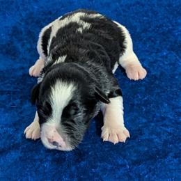 Alaska - Parti male Miniature Schnauzer puppy in Lufkin, Texas from Texas Lil Cowdogs