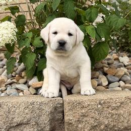 Sonny - Yellow male Labrador Retriever puppy in Archer Lodge, North Carolina from Archer Lodge Labradors