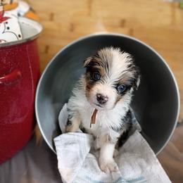 Oakley (Orange Collar) - Blue merle male Australian Shepherd puppy in Okeechobee, Florida from Rothsolid Puppies