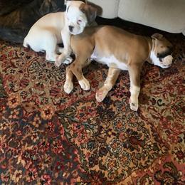 Boxer Puppies from Black Canyon Boxers