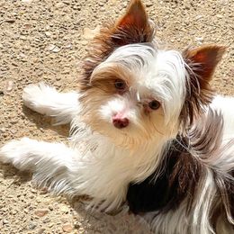 Angelo - Yorkshire Terrier