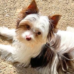 Angelo - Yorkshire Terrier