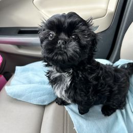 Shih Tzu Puppies from LaDawn’s Little Lions