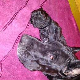 American Staffordshire Terrier and Great Dane Puppies from Unity Great Danes & Staffs