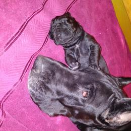 American Staffordshire Terrier and Great Dane Puppies from Unity Great Danes & Staffs