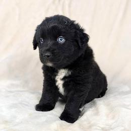 Vincent - Black & white male Miniature Australian Shepherd puppy in Bedias, Texas from JSK Aussie and Cavaliers