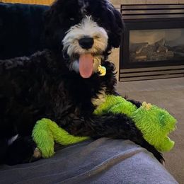 Sheepadoodle Puppies from Sydney Schneider