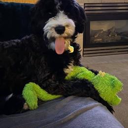 Sheepadoodle Puppies from Sydney Schneider
