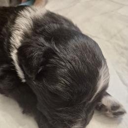 Ian - Black tri-color male Australian Shepherd puppy in Harrodsburg, Kentucky from Triple M Aussies
