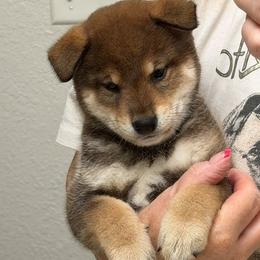 Shiba Inu puppies from K-Bar Shibas