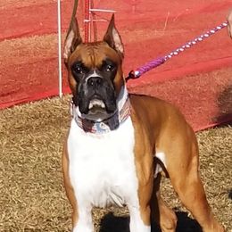 Justice - Boxer