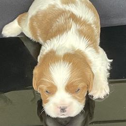 Cavalier King Charles Spaniel Puppies from Misty Meadow Cavaliers