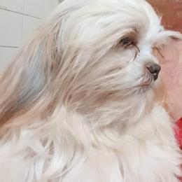 Ruby - Shih Tzu