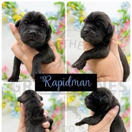 Rapidman - Black male Great Dane puppy in Sac City, Iowa from Northern Great Danes of Colorado & Iowa