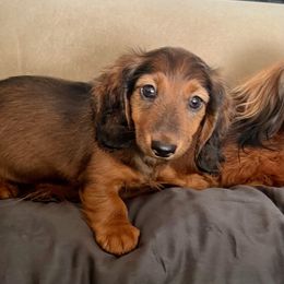 Little Dude - Red male Dachshund puppy in Seattle, Washington from Sandstone Dachshunds