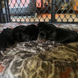 Yorkshire Terrier Puppies from The Yorkie House