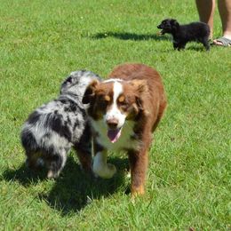 Toy Australian Shepherd Puppies from Texas Talent Toy Aussie's
