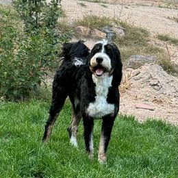 Emilia - Bernedoodle
