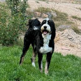 Emilia - Bernedoodle