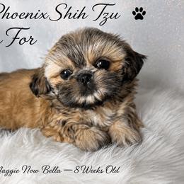 Bella (was Maggie) - Gold female Shih Tzu puppy in Hayden, Idaho from Phoenix Shih Tzu