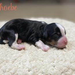 Phoebe - Tri-color female Bernedoodle puppy in Henry, Illinois from Rowe Farms Doodles