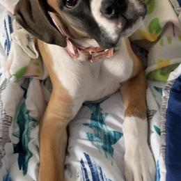 Boxers and Pugs from Willowbranch Canine Companions