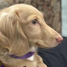 Estrella - Dachshund