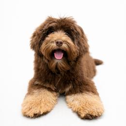 Australian Labradoodle, Cavapoo, Goldendoodle, Golden Mountain Doodle, and Poodle All Grown Up from Dawson's Royal Companions