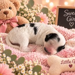 Cookie - Black and white female Cavapoo puppy in Myrtle Beach, South Carolina from Colorful-K9'S