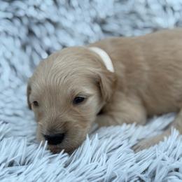 Ladybug - Cream female Goldendoodle puppy in Ambrose, Georgia from Brandilyn's Aussies