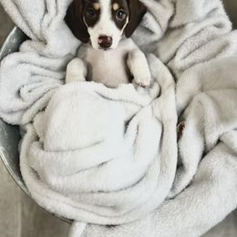 Dachshund Puppies from Royalty Grove Dachshunds