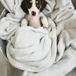 Dachshund Puppies from Royalty Grove Dachshunds