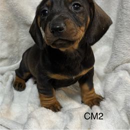 CM2 - Wild boar male Dachshund puppy in South Carolina from Purebred Dachshunds