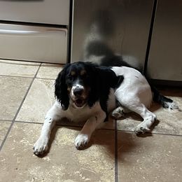 Olive - English Springer Spaniel