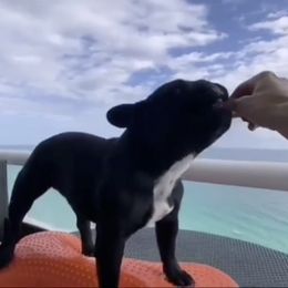 Black Russian Terriers, French Bulldogs, and Russian Tsvetnaya Bolonkas from Gentle Power