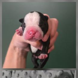 Jack - Black and white male Boston Terrier puppy in Beaverdam, Virginia from Howell Terriers