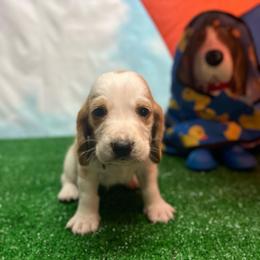 Orange Collar Little Boy - Lemon and white male Basset Hound puppy in Hurtsboro, Alabama from PARK’s Family Farm