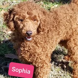 Sophia  - Poodle