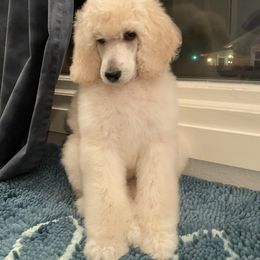 Poodle Puppies from Serenity Standard Poodles