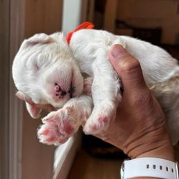 Justice - Black and white male Sheepadoodle puppy in Vernonia, Oregon from Life Unleashed Farm