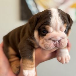 Chocolate boy 2 - Chocolate tri-color male Bulldog puppy in Lakeland, Florida from Bulldog Chronicles