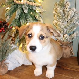 Beautiful boy thick white blaze - Red male Pembroke Welsh Corgi puppy in Missouri from Cooler Farms Corgis