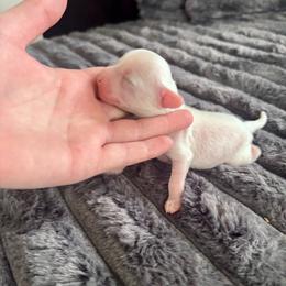 HL girl - Pink and slate female Chinese Crested puppy in Blue Earth, Minnesota from Ciao Bella Chinese Cresteds