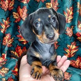 HOLLY - Black and tan female Dachshund puppy in Swink, Oklahoma from Palali Farm