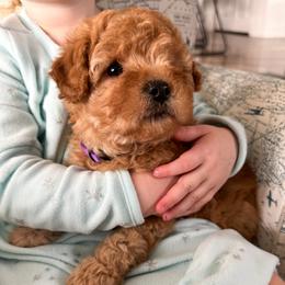 Bernedoodle and Cavapoochon Puppies from This is Doodles