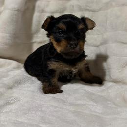 Boy 1 - Black and gold male Yorkshire Terrier puppy in Pomona, California from Cristian's Yorkshire Terriers
