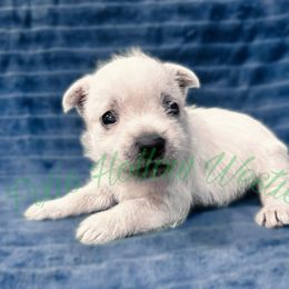 Green - White male West Highland White Terrier puppy in Cleveland Tx, Texas from Pixie Hollow Westies