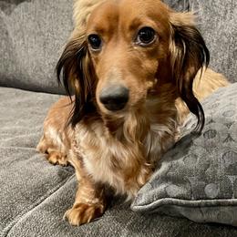 Carly - Dachshund
